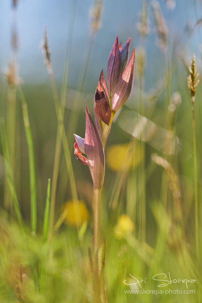 Serapias vomeracea, serapie (sehnutka) nachová – Krk, Croatia