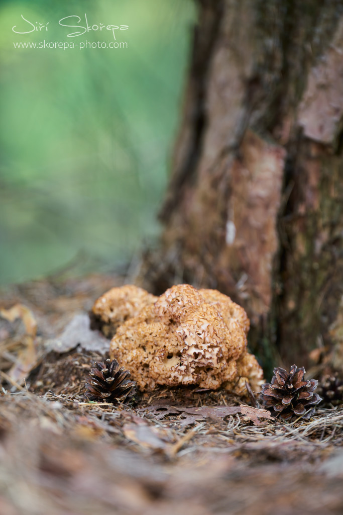 Sparassis crispa, kotrč kadeřavý – Humpolecko, Vysočina