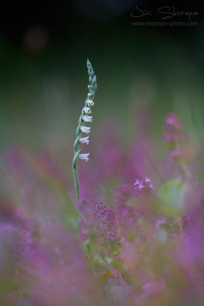 Spiranthe spiralis, švihlík krutiklas – Žďársko, Vysočina