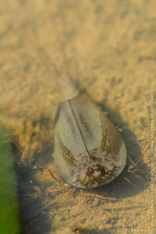 Triops cancriformis, listonoh letní