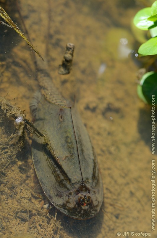 Triops cancriformis, listonoh letní