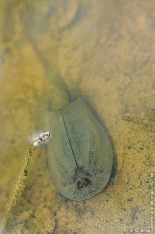 Triops cancriformis, listonoh letní