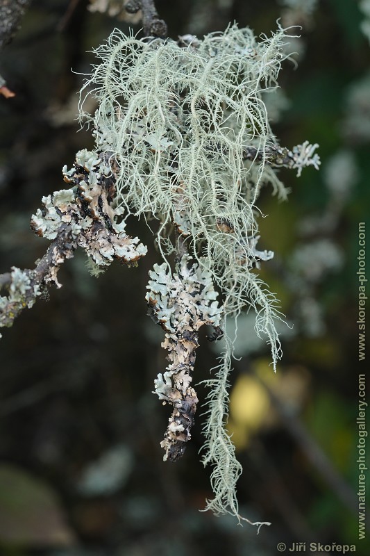 Usnea scabrata, provazovka