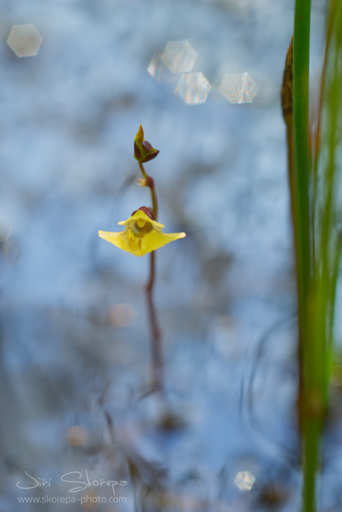 Utricularia bremii, bublinatka vícekvětá – Třeboňsko