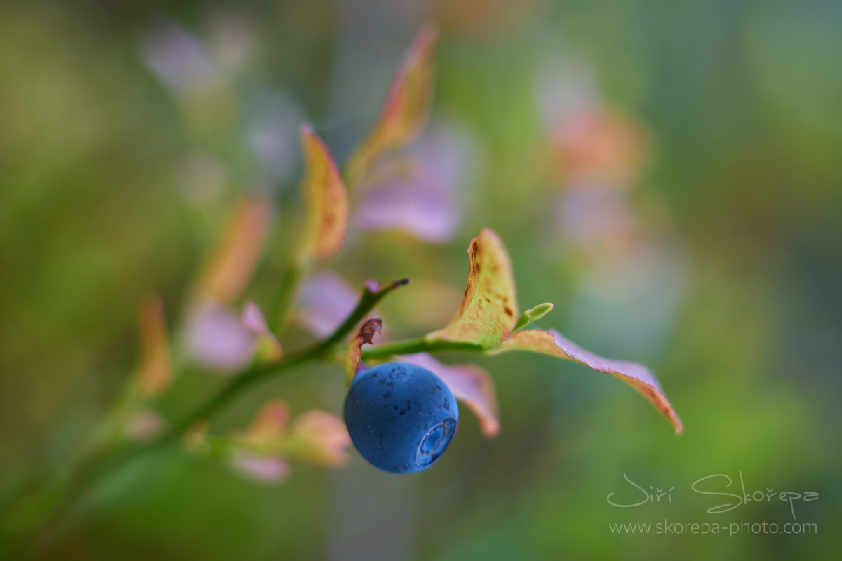 Vaccinium myrtillus, brusnice borůvka – Třeboňsko