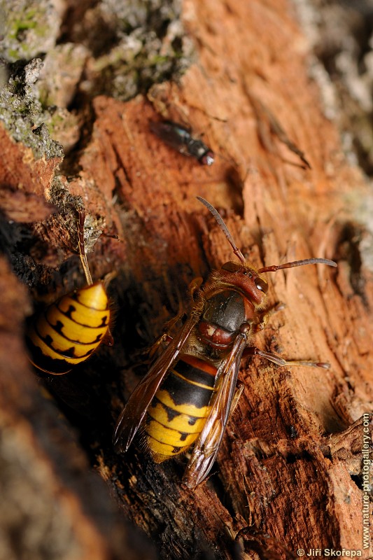 Vespa crabro, sršeň obecná