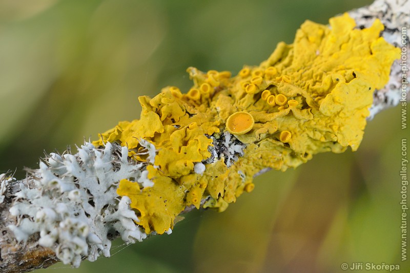 Xanthoria parietina, terčovník zední