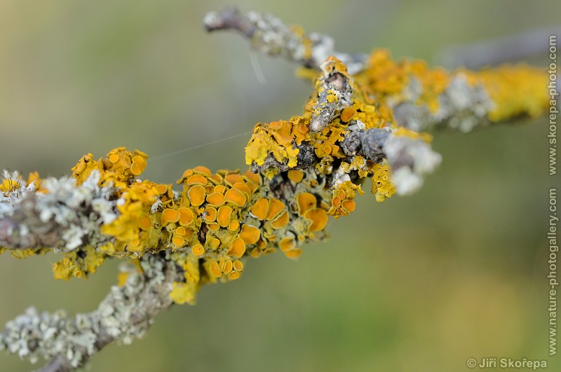 Xanthoria polycarpa, terčovník mnohoplodý