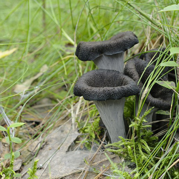 Craterellus cornucopioides, stroček...