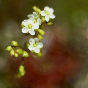 Drosera rotundifolia, rosnatka...